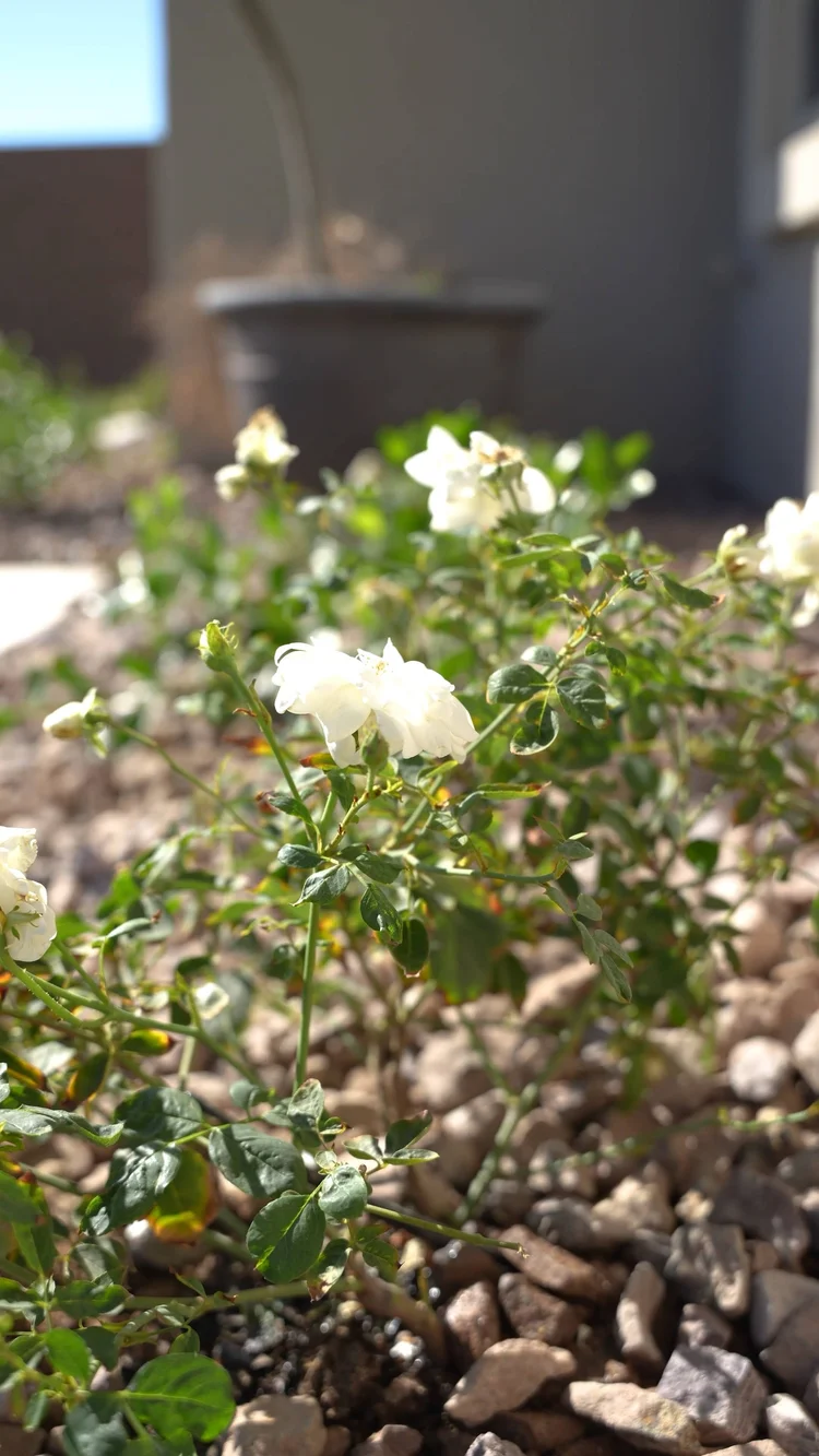 Plantings-02