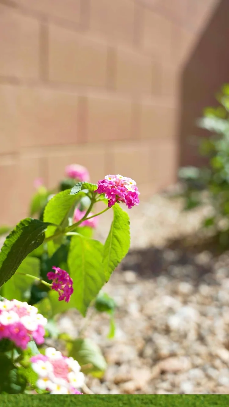 Plantings-06