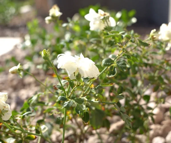 Plantings+in+Surprise,+AZ
