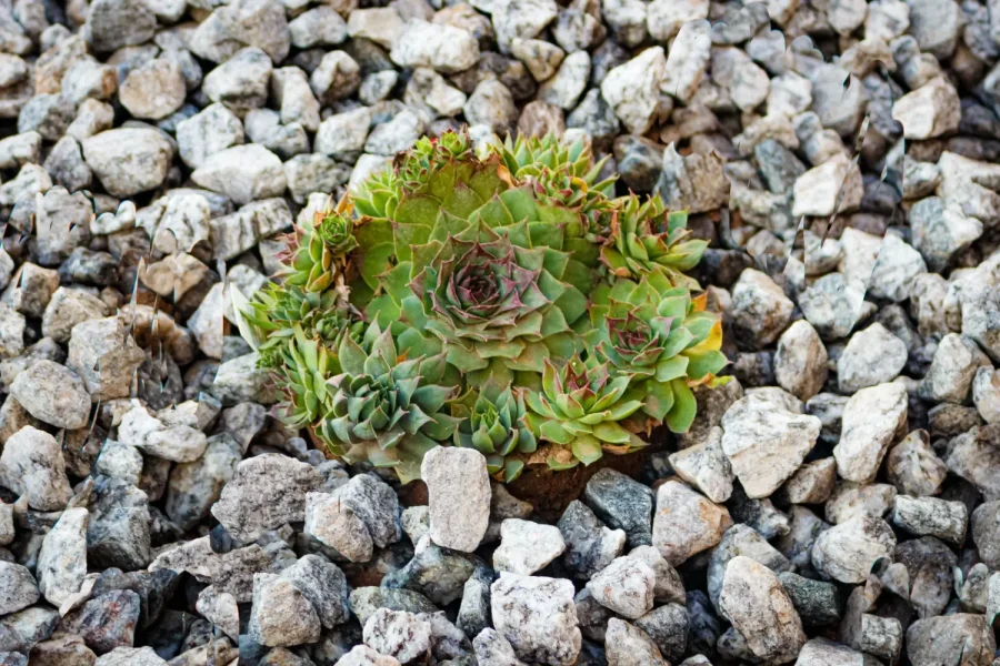 modern-simplicity-landscape-design-project+(15)