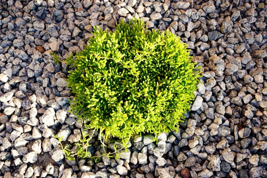 modern-simplicity-landscape-design-project+(17)