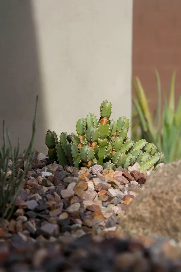 plantings-landscape-design+(3)