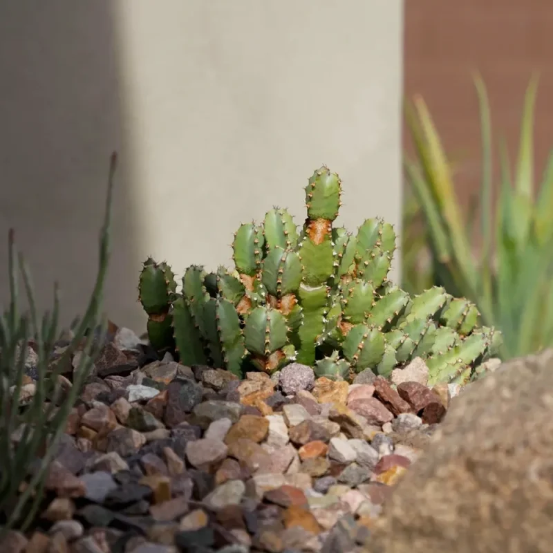 plantings-landscape-design+(3)